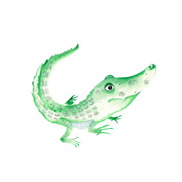 Cute baby alligator. Isolated on white background. Watercolor hand drawn illustration. Perfect for kids cards and posters, clothes prints, stickers, alphabet design.