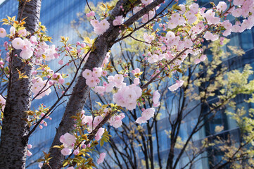 pink cherry blossoms, sakura, Tokyo
