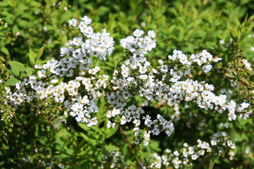 small white flowers in spring