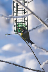 Blue tit bird on a wire