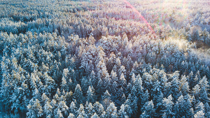 Forest in the snow