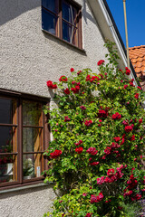 old house with red roses flowers