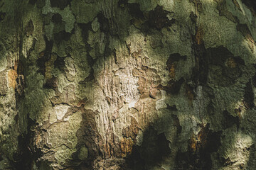 bark of a tree, texture 