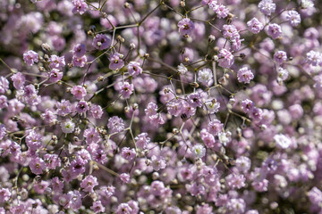 flowers in the garden