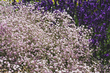 background of white - pink purple flower