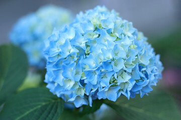 Hortensia. Selective focus on beautiful bush of blooming blue Hydrangea flowers and green leaves. Natural background. Hydrangea flower. Details of blue petals. Hydrangea Macrophylla. Summer flower