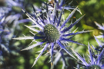 Queen-of-the-alps flower in the garden 