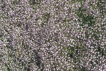 purple and green texture background 