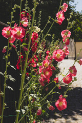 Red and pink flowers in the garden