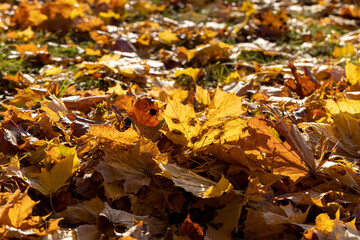 Fallen to the ground dry maple foliage in the autumn season