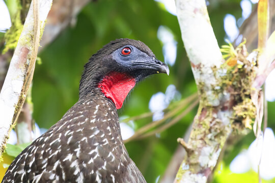 Retrato de una pava de monte crestada (Penelope purpurascens) en las selvas de Costa Rica. Habitat natural.