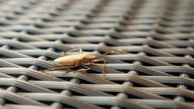 Squash bug insect sitting on blade of green grass. Close-up shot