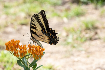 butterfly in garden - 564631235