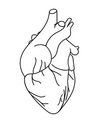 Heart line icon. Vector thin pictogram of human internal organ, outline illustration for cardiology clinic.