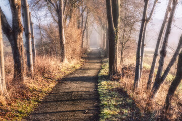 Pfad im Morgennebel