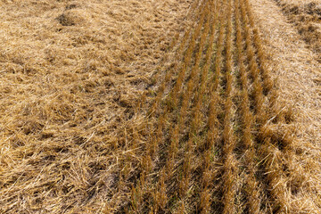 Yellow-golden straw in the field after harvesting