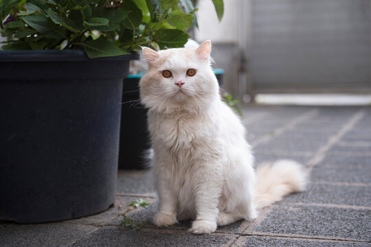 Britisch Langhaar Kater sitzt auf der Terrasse