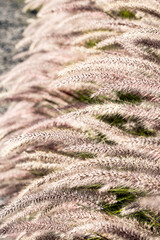 espigas parecidas al trigo de color dorado balanceándose con el viento