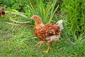 Adult chicken beige brown shade