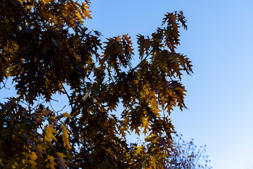 Orange dry oak foliage in the autumn season