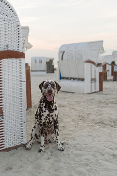 Sitzender brauner Dalmatiner neben einem Strandkorb am Hundestrand von Norddeich