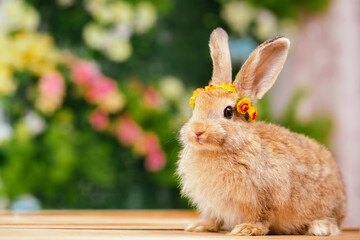 Pet portrait of brown cute rabbit sitting on green grass with blurry nature background, Lovely action of young rabbit, Adorable little pet at home concept