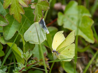 Female Brimstone Butterfly Rejecting a Males Trying to Mate