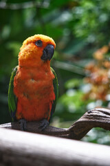 orange exotic bird in brazil