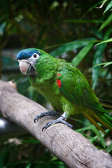 green parrot over branch
