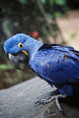 blue and yellow macaw over branch