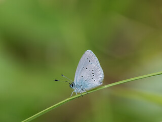 Pair of Small Blue Butterfly Resting on Grass