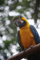 colorful parrot over tree branch