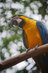 colorful parrot over tree branch