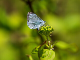 Holly Blue Butterfly Egg Laying