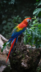 Fototapeta na wymiar macaw over a branch in the nature