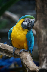 colorful parrot over tree branch