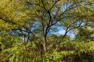 A tree in the autumn season, close up
