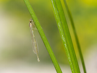 Newly Emerged Azure Damselfly on Flag Iris Drying Out
