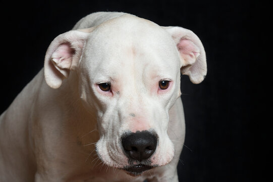 Portrait eines Dogo Argentino 