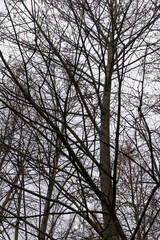 Bare trees in the autumn season
