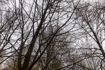 Bare trees in the autumn season