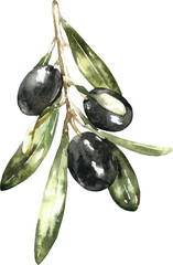 Watercolor olive branches illustration collection. Twig, leaves, olive detailed drawing,close up, realistic clipart. For cards, frames,wreath, floral border, greeting card, invitation, banner, rsvp