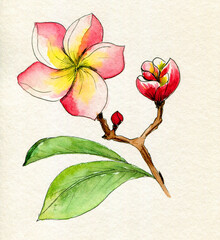 Flower on branches tree. Watercolor illustration blossoming isolated on white background, design element.