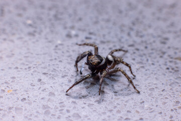 Araña macro