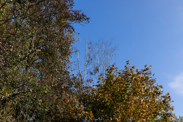Trees with foliage falling in autumn against the blue sky