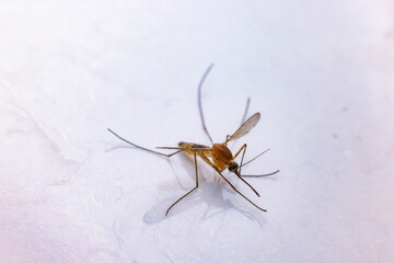 Mosquito
