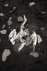 Dead Bird. Frozen Animal Corpse on Black Volcanic Sand Beach. Beautiful Wildlife Brutality.