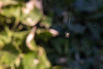 Araña en su tela