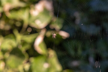 Araña en su tela