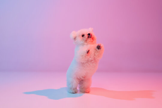 Portrait of fluffy charming dog bichon frize posing over lilac color background in neon light filter. Dog before grooming. Friend, love, care and animal health concept